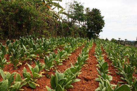 Young Tobacco Plants